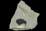 Pennsylvanian Fossil Fern (Macroneuropteris) Leaflet - Kentucky #112905-3